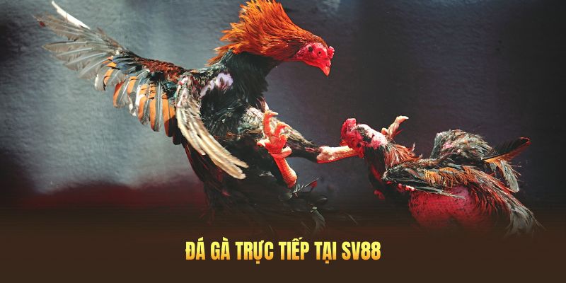 Hình thức đá gà trực tiếp tại SV88