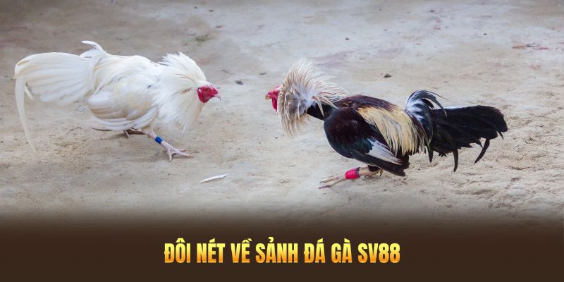 Đôi nét về sảnh đá gà SV88