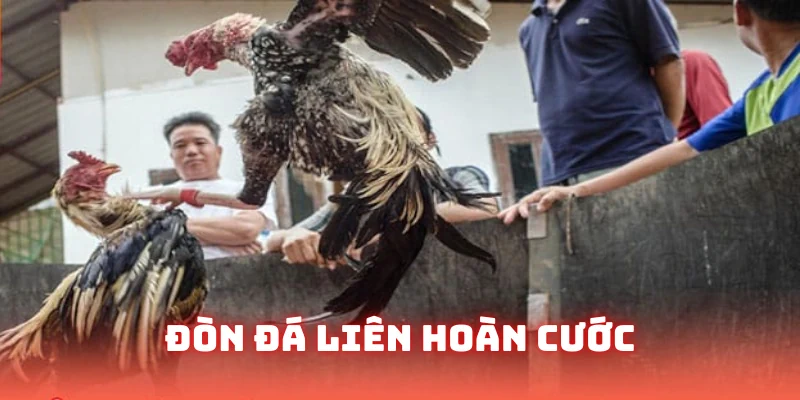 Đòn đá liên hoàn cước là một trong những độc chiêu chứng minh chiến kê đã thuần thục kỹ năng. Đối thủ chắc chắn bị choáng nếu dính đòn này.