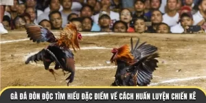 Gà đá đòn độc